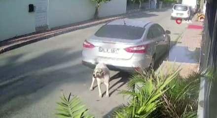 Kendisine saldıran köpeği silahla vuran 83 yaşındaki emekli polis  gözaltına alındı