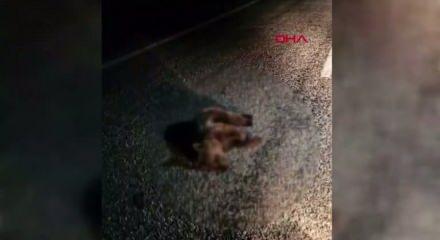 Yolda hareketsiz yatan yavru ayı ekipleri harekete geçirdi