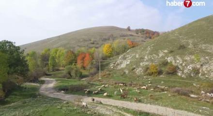 Tarım İşletmeleri Genel Müdürlüğü, 350 reforme keçi satmak üzere ihale açtı