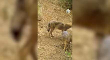 Uludağ'da  2 çakal fotokapanla görüntülendi