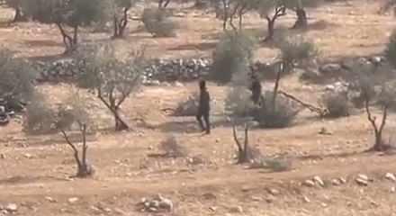 Vahşiler! Siyonist işgalciler zeytin ağaçlarını yok etti