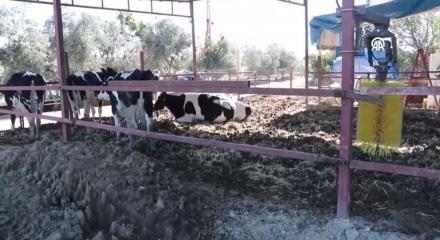 Veteriner teknisyenliğinden kendi çiftliğine: Budamlı hayalini devlet desteğiyle gerçekleştirdi