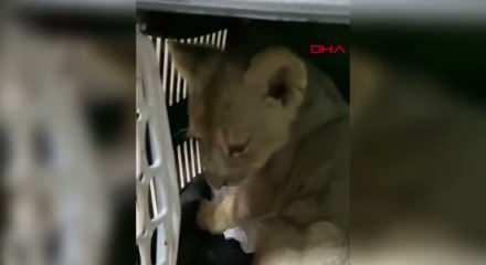 Yasa dışı yollarla Türkiye'ye getirilen aslan yavrusuna el konuldu