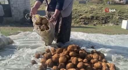 Ağrı’da kışlık patatesler böyle korunuyor