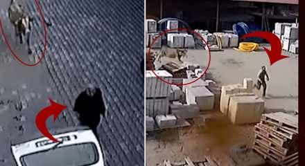 İnek dehşeti!Ahırdan kaçan kızgın hayvan önüne gelene saldırdı!