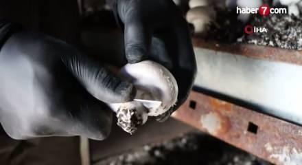 Bakanlık desteğiyle mantar üretim çiftliği kurdu