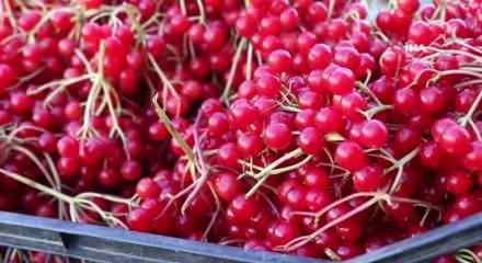 Erzincan'da "gençlik iksiri" olarak adlandırılan gilaburu meyvesi tezgâhlarda yerini aldı