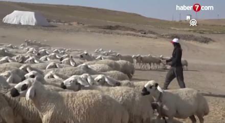 Malatya'da devlet desteğiyle besiciliğe başlayan kadın 250 hayvana ulaştı