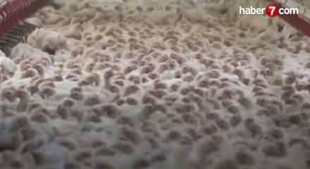 Tavuk eti üretimi eylülde yıllık bazda yüzde 6,9 arttı