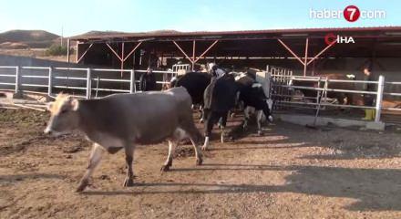 Toplanan inek sütü miktarı eylülde 892 bin 886 ton oldu