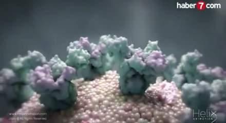 WHO raporu: Tüberküloz vakaları ve ölümleri düşüşe geçti