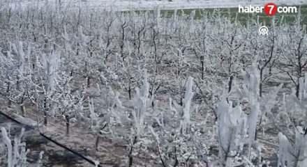 Zirai don desteğinde yeni ödeme: Bakan Yumaklı 798 milyon liranın hesaplara geçtiğini duyurdu