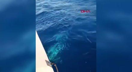 Amatör balıkçının oltasına köpek balığı takıldı