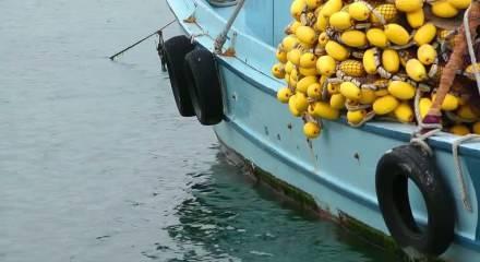 Türkiye'nin balıkçılık kaynaklarında azalma yaşamdı