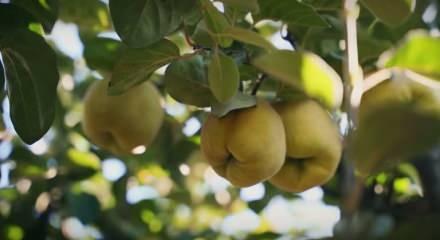 Türkiye tarımda 7 üründe dünya lideri