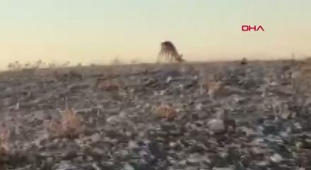 Dağ ceylanlarının kafa kafaya verdiği mücadele kamerada