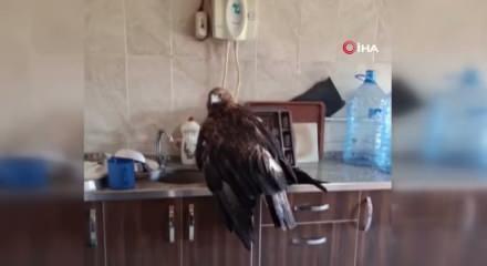 Dev kartala "Kartalcık kartalcık" diye seslendiği anlar herkesi güldürdü