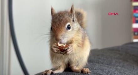 Epileptik nöbet geçiren hasta sincap, tedavi için yurt dışına gönderilecek