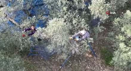 Hatay'da 201 bin ton zeytin rekoltesi bekleniyor