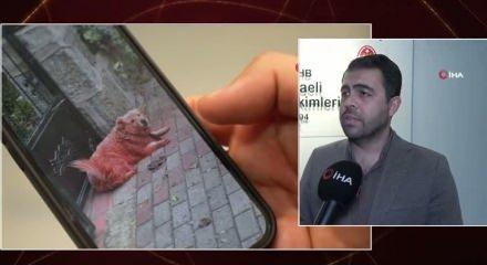 Kocaeli'de renkli köpekleri görenler şaşırdı! Uzman isim açıklık getirdi