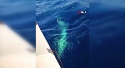 Köpek balığı amatör balıkçılara dehşeti yaşattı