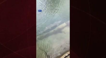 Meriç Nehri'nde yakalanan mersin balığı koruma altına alındı