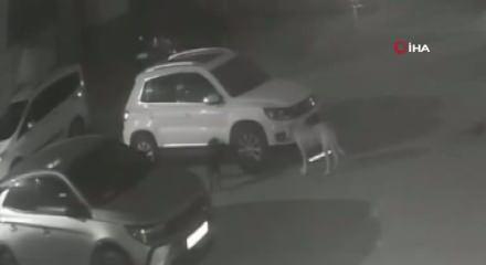 Sokak köpekleri park halindeki aracı parçaladı: O anlar kamerada