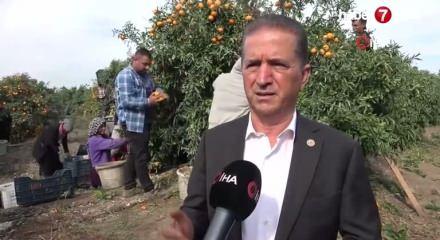 Tarım işçilerinin grevi mandalinayı dalında bıraktı: Kilosu 3 liraya kadar geriledi