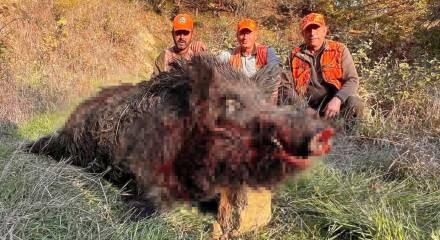 Tekirdağ'da bir grup avcı avladıkları domuzun büyüklüğünü görünce şaştı kaldı