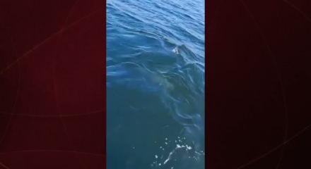 Temizlenen İzmit Körfezi’nde yunusların dansı kameralara yansıdı