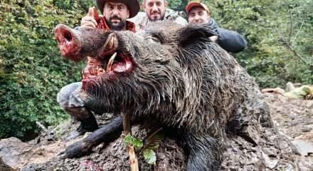 Trabzon'da bir grup avcı avladıkları domuzun büyüklüğünü görünce şaştı kaldı