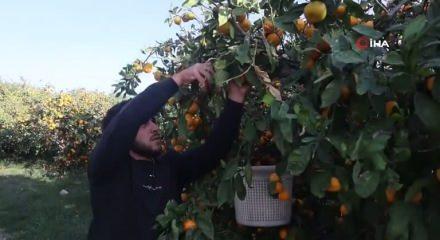 Üretici kilosu 2 liraya kadar gerileyince tonlarca mandalinayı ücretsiz dağttılar