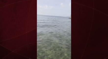 Bodrum'da bir kişi martıyı yakalayan ahtapotu yakaladı