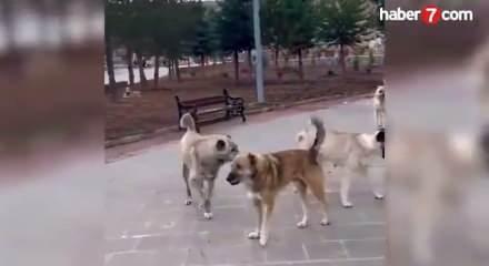 İstanbul Valiliği sahipsiz sokak hayvanları ile ilgili alınan kararı açıkladı