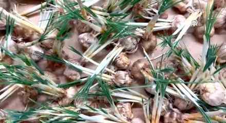 Deneme amaçlı kurduğu tesiste topraksız safran üretimi yapıyor