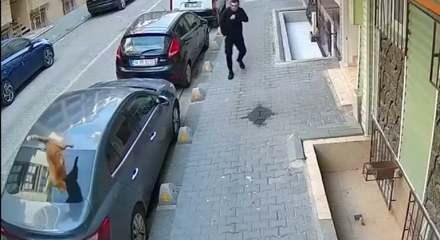 Kedi 4.kattan firar etmek istedi! Vatandaş o anlarda hazırlıksız yakalandı korktu