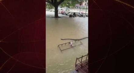 Sel sularının arasında yılan görüldü!