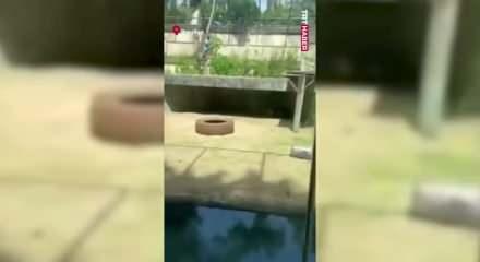 6 metrelik duvarı aşıp aslan kafesine girdi! Sonrası ise...