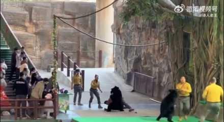 Hangzhou Safari Parkı'nda korku dolu anlar: Kara ayı bakıcısına saldırdı