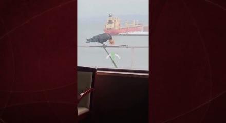 6 bisküviyi aynı anda gagasına sığdırmaya çalışan karga kamerada