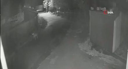 Aç kalan kurtlar mahalleye inerek eşeğe saldırdı