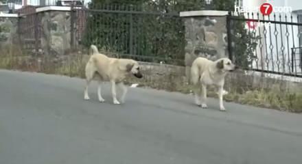 Anayasa Mahkemesi CHP’nin sokak hayvanları düzenlemesi talebini reddetti