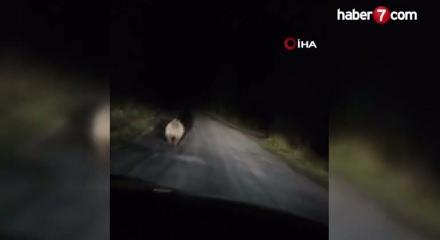 Değişen mevsim nedeniyle ayılar hala uyanık