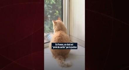 Fransa'da kediye ev hapsi verildi