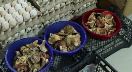 İstanbul'da bir ayda 60 kişiyi zehirledi! 