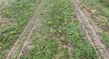 İzmir'de ‘Kırmızı elmas' mesaisi