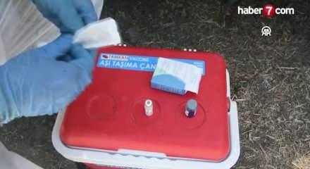  Şapın vurduğu üreticiler süt fiyatında güncelleme istiyor