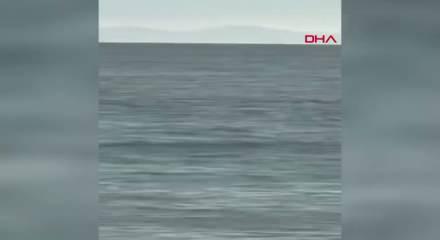 Saros’ta yunus balığı sürprizi: Kıyıya yakın yüzdü