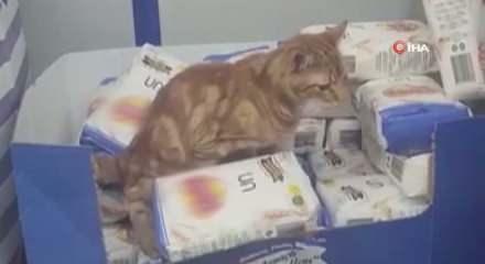 Sultangazi'de bir zincir markette mide bulandıran anlar: Kedi un paketlerinin üzerine tuvaletini yaptı