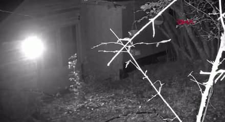 Tilkiyi elleriyle besledi, o anlar görenleri şaşırttı